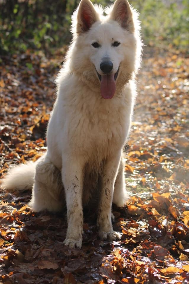 Olympe Du Paradis Des Loups Blancs