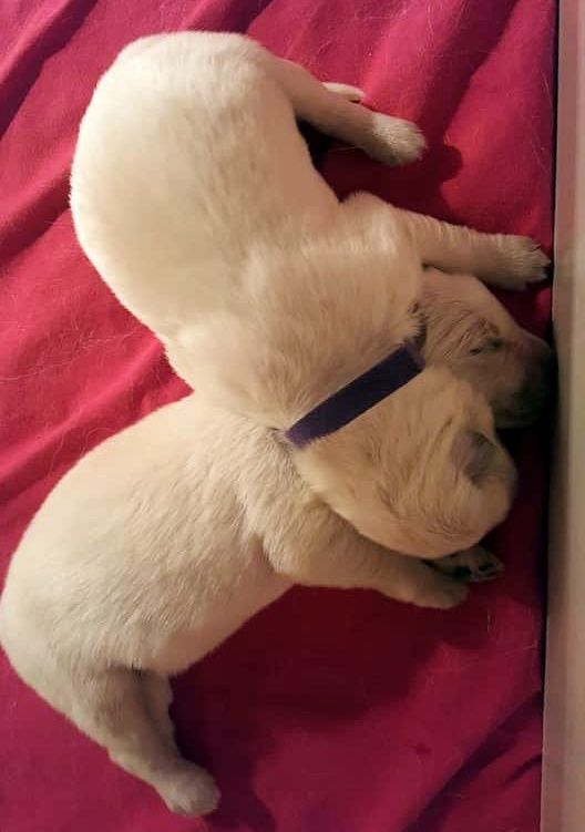 Chiots Lexy et Linux 24 juin 2019