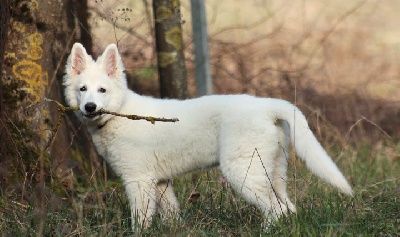 Du Paradis Des Loups Blancs